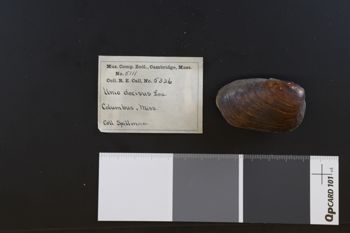 Media type: image;   Malacology 5111 Description: dry;  Aspect: V1o